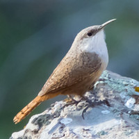 Canyon Wren